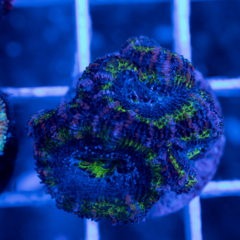 Aussie Acan Lordhowensis - AquaGemCorals