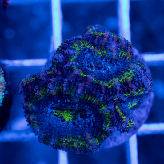 Aussie Acan Lordhowensis - AquaGemCorals