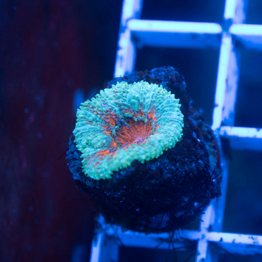 Aussie Acan Lordhowensis