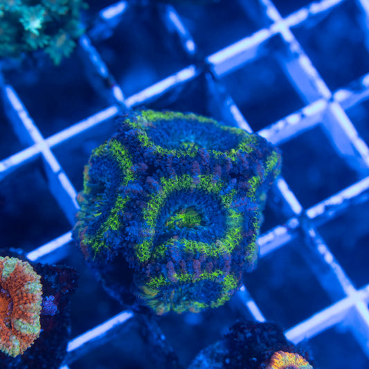 Aussie Acan Lordhowensis