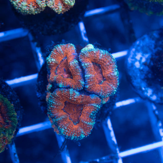 Aussie Acan Lordhowensis