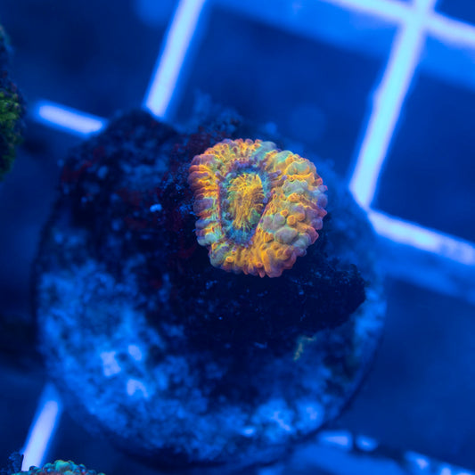 Aussie Acan Lordhowensis