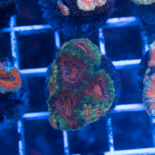 Aussie Acan Lordhowensis