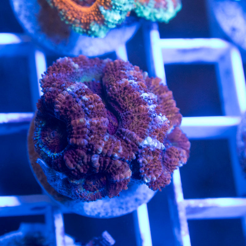 Aussie Acan Lordhowensis