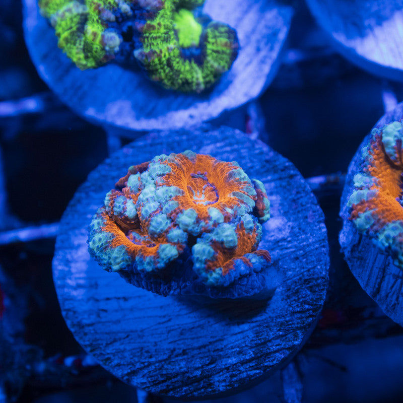 Aussie Acan Lordhowensis
