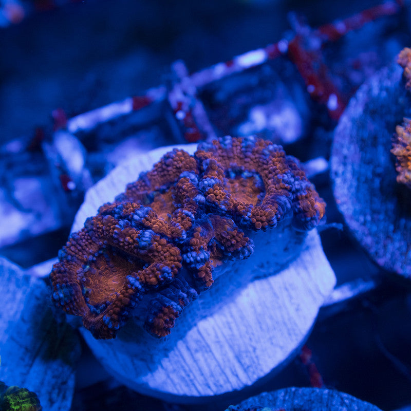 Aussie Acan Lordhowensis