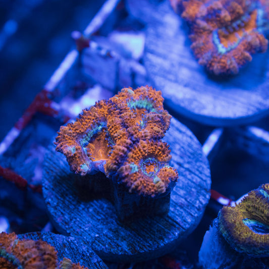 Aussie Acan Lordhowensis