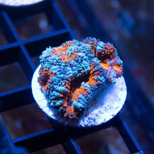 Aussie Acan Lordhowensis - AquaGemCorals