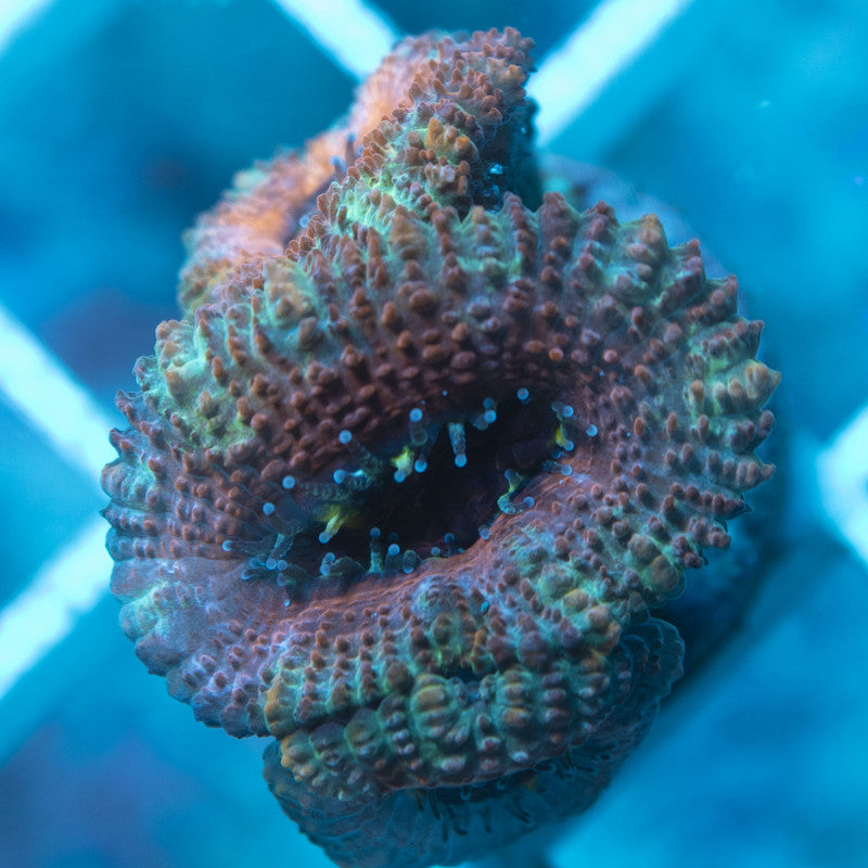 Aussie Acan live coral for reef aquarium