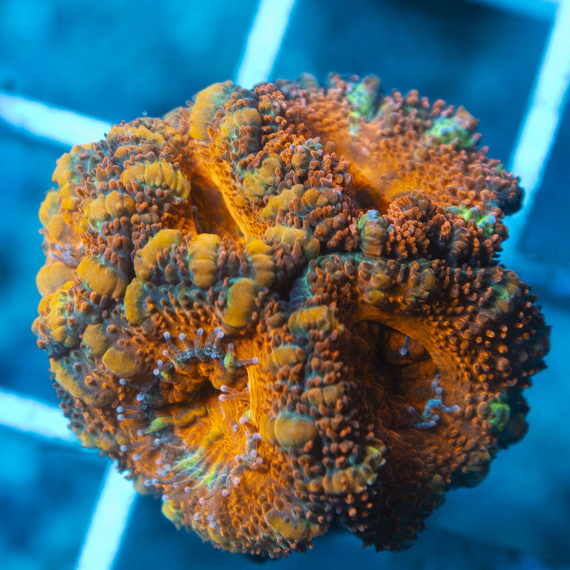 Aussie Acan live coral for reef aquarium