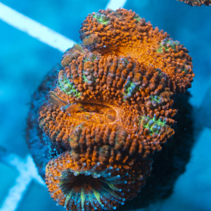 Aussie Acan live coral for reef aquarium