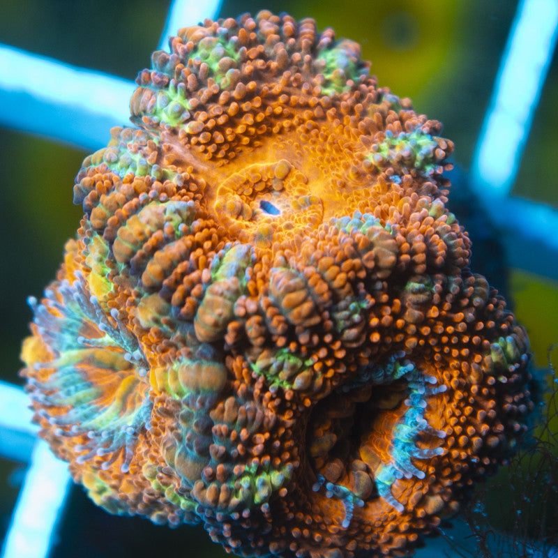 Aussie Acan live coral for reef aquarium