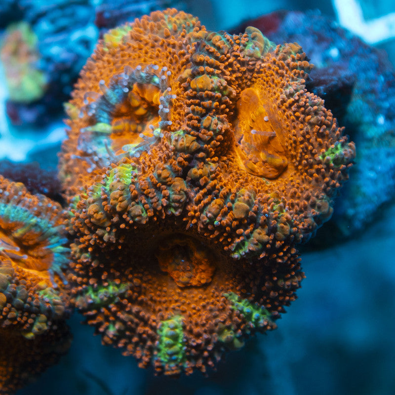Aussie Acan live coral for reef aquarium