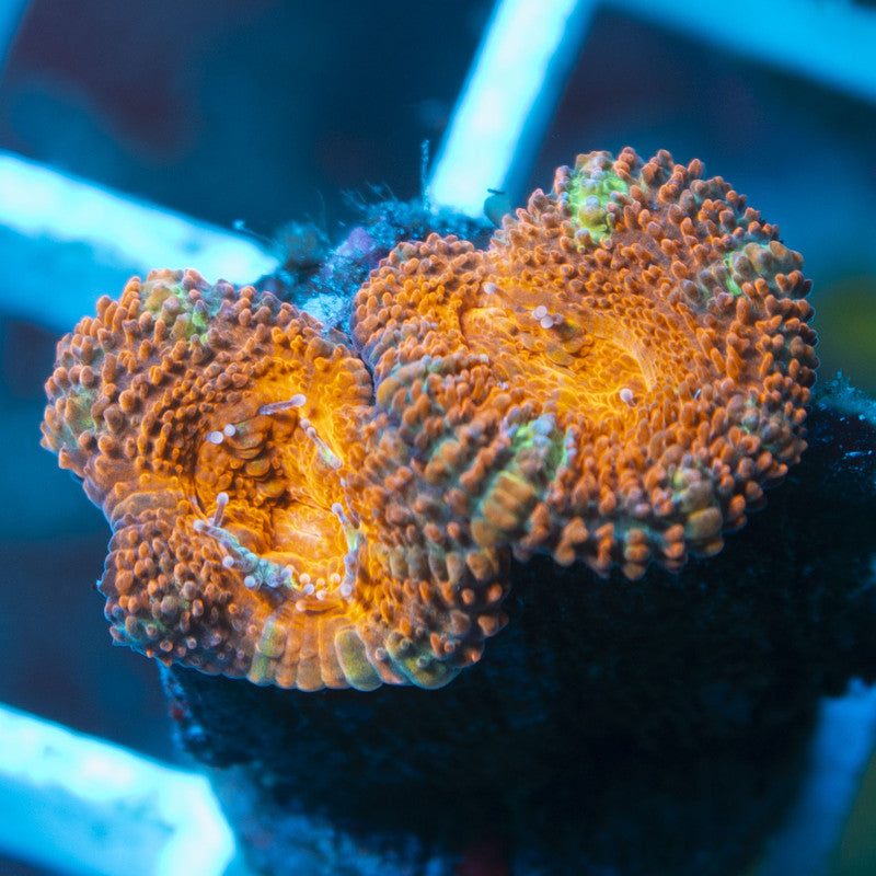 Aussie Acan live coral for reef aquarium