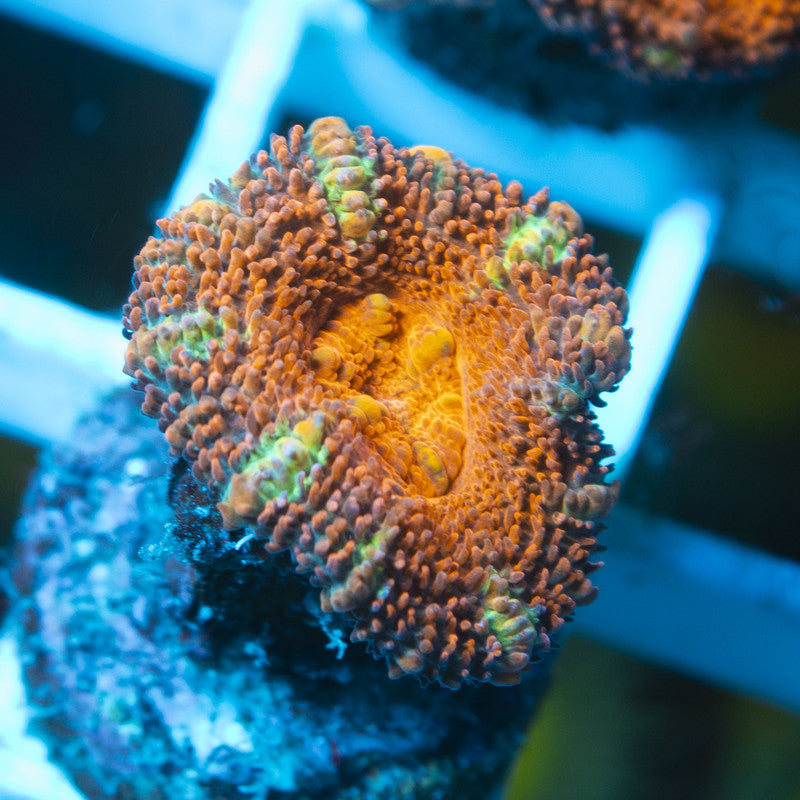 Aussie Acan live coral for reef aquarium