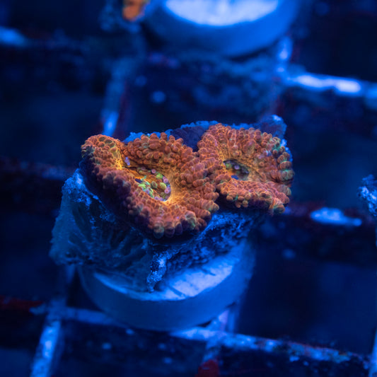 Aussie Acan