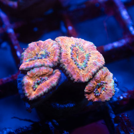 Aussie Acan