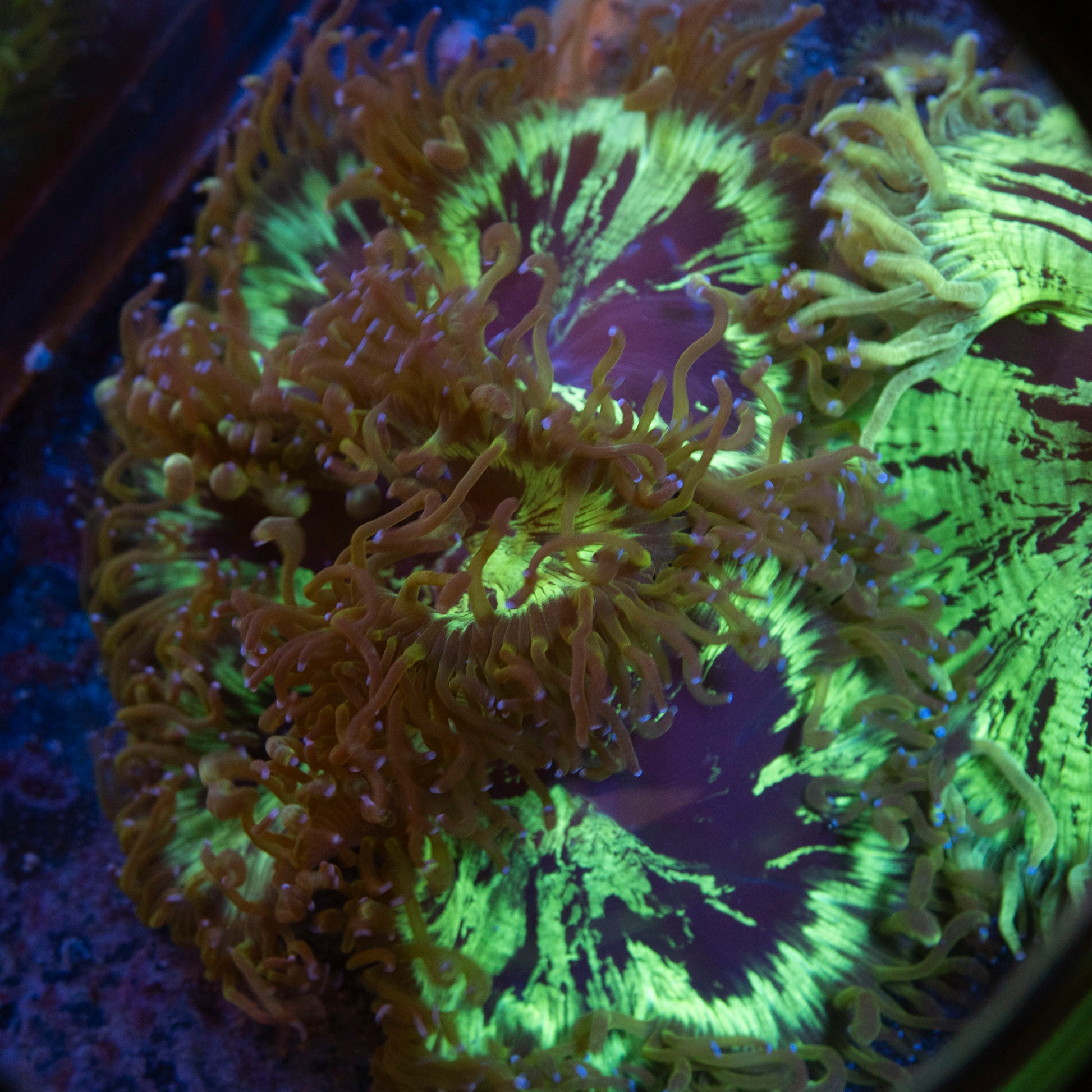 Aussie Elegance live coral for saltwater reef aquarium