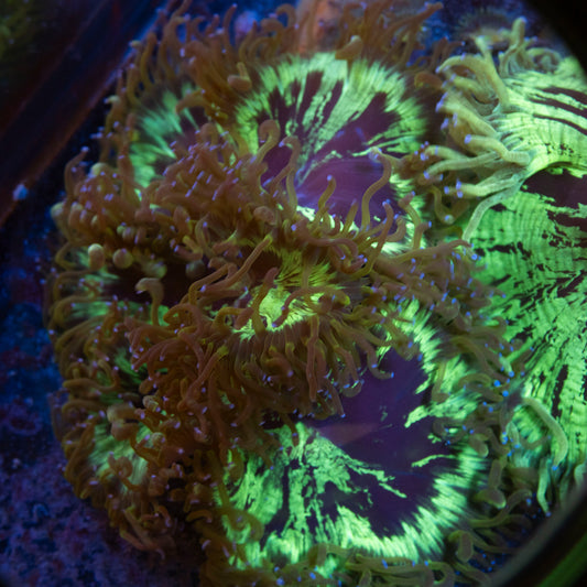 Aussie Elegance live coral for saltwater reef aquarium
