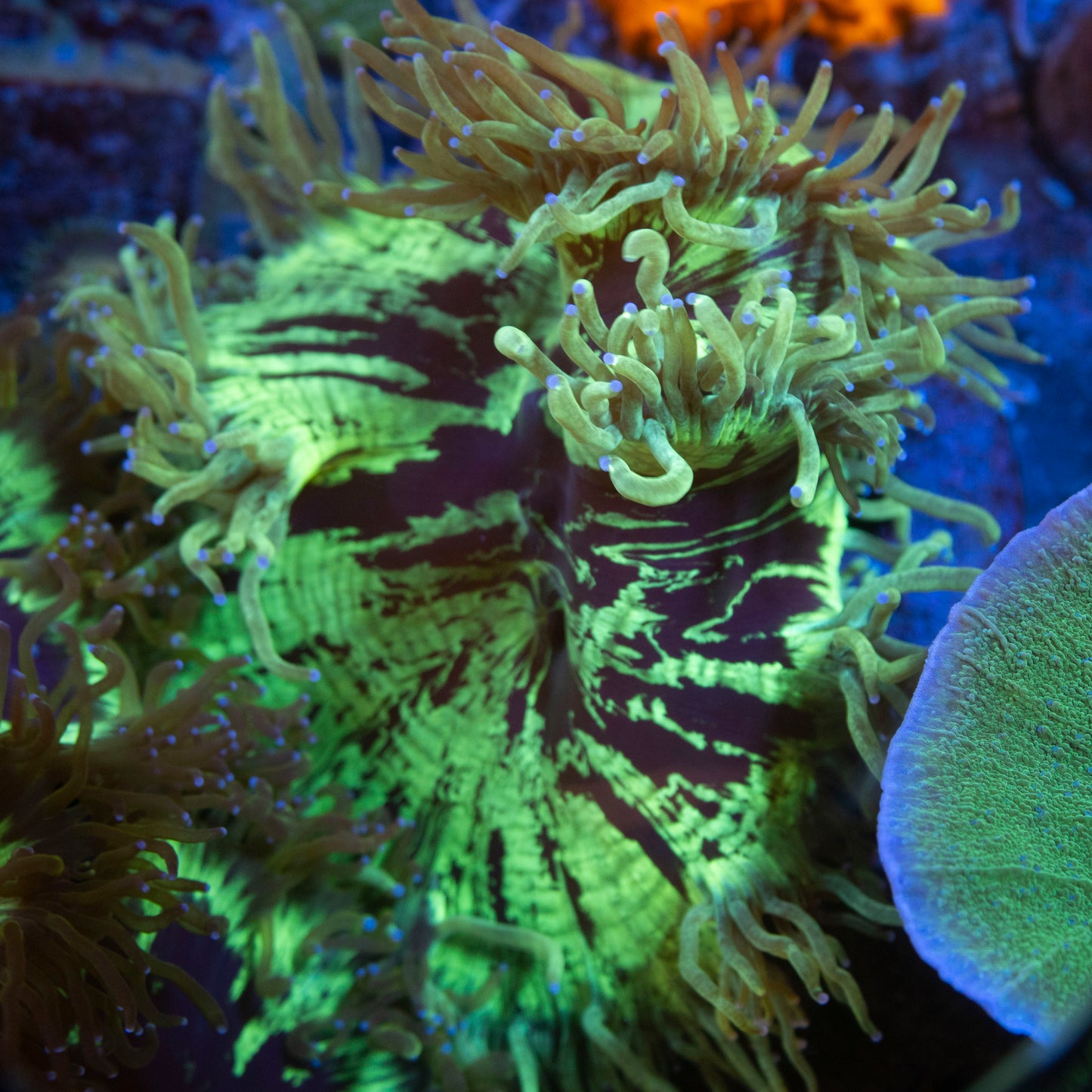 Aussie Elegance live coral for saltwater reef aquarium