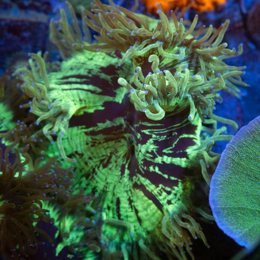 Aussie Elegance live coral for saltwater reef aquarium
