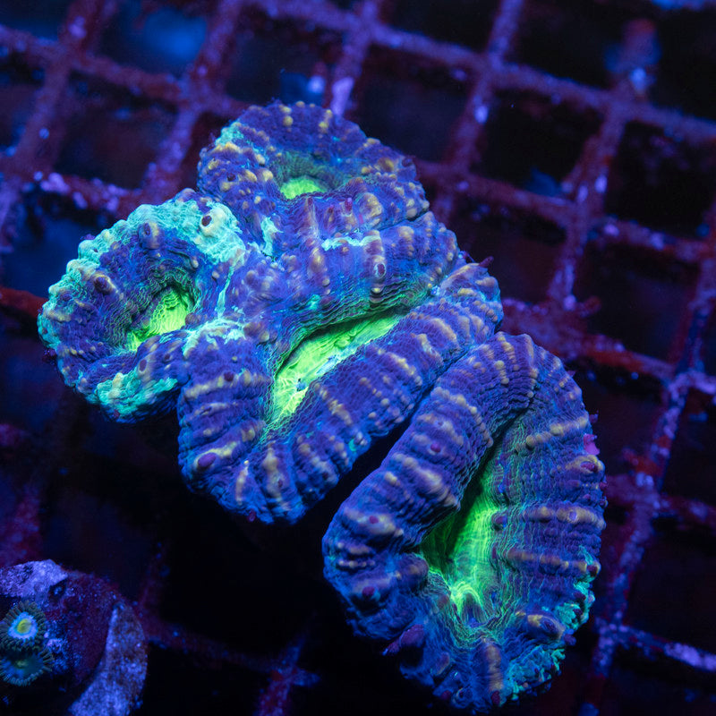 Aussie Lobophyllia - AquaGemCorals
