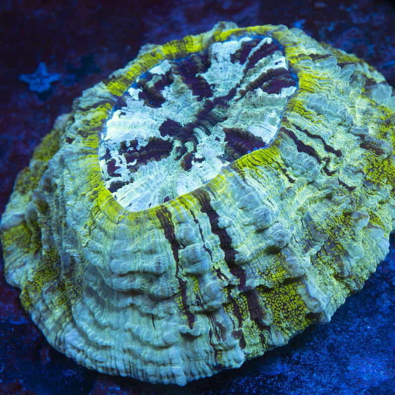 Aussie Spearmint Acanthophyllia live coral for reef aquarium
