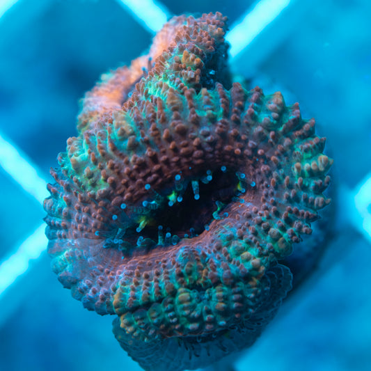 Aussie Acan