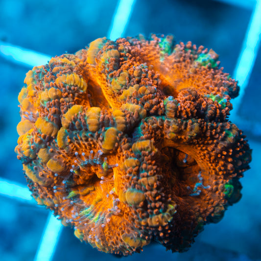 Aussie Acan