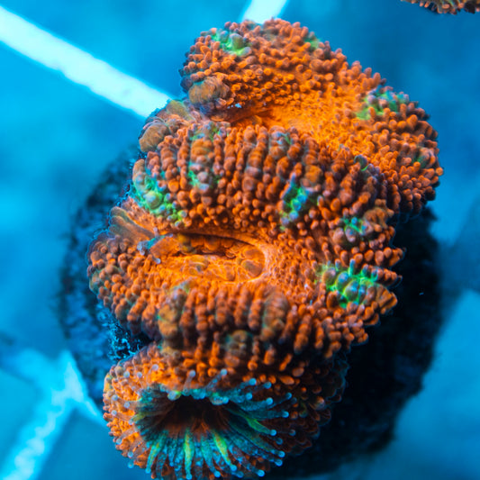Aussie Acan