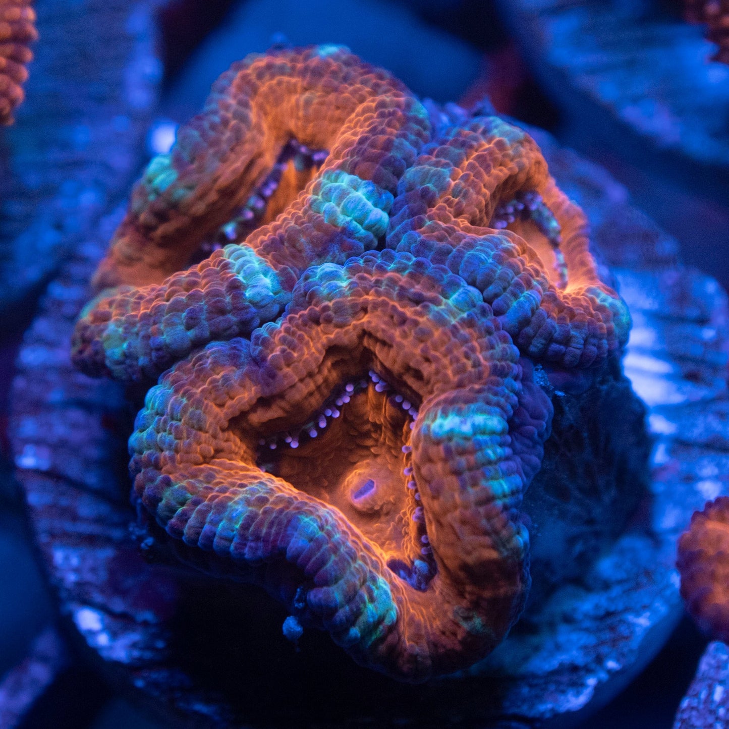 Aussie Acan
