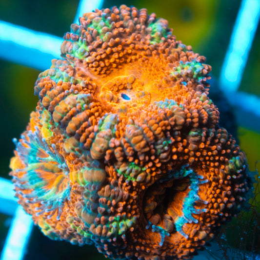 Aussie Acan