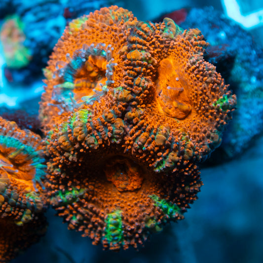 Aussie Acan