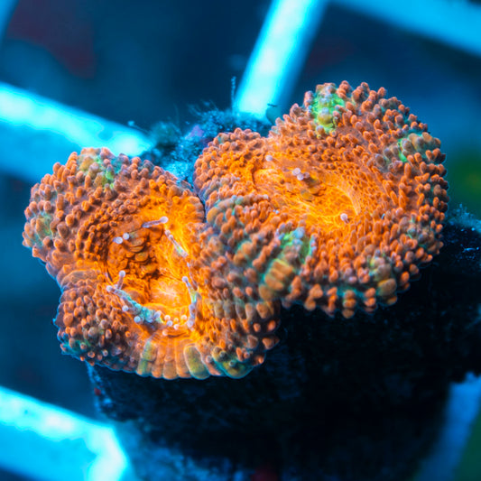 Aussie Acan