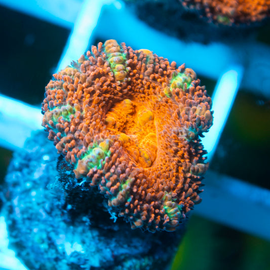 Aussie Acan