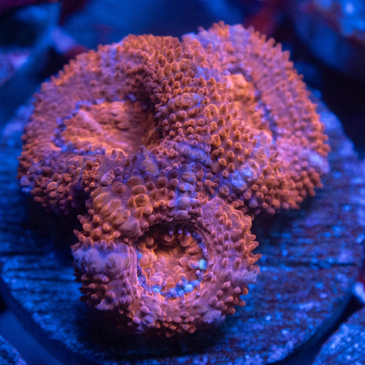 Aussie Acan