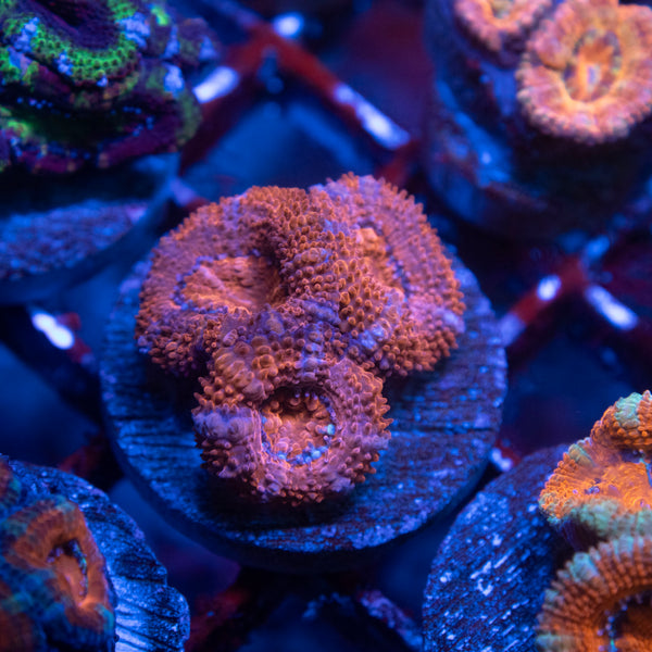 Aussie Acan