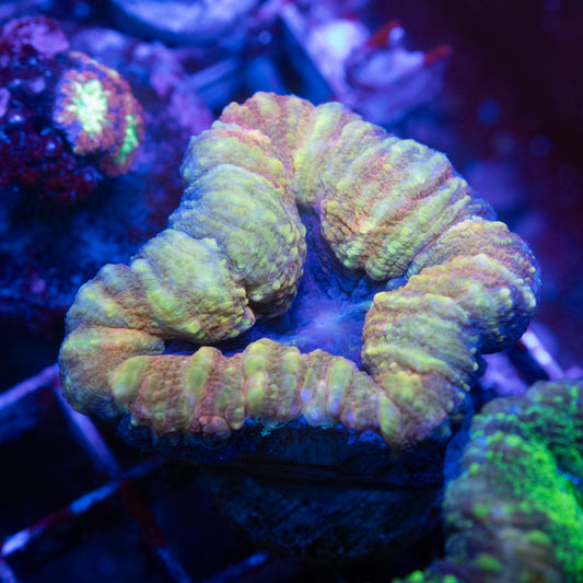 Aussie Lobophyllia