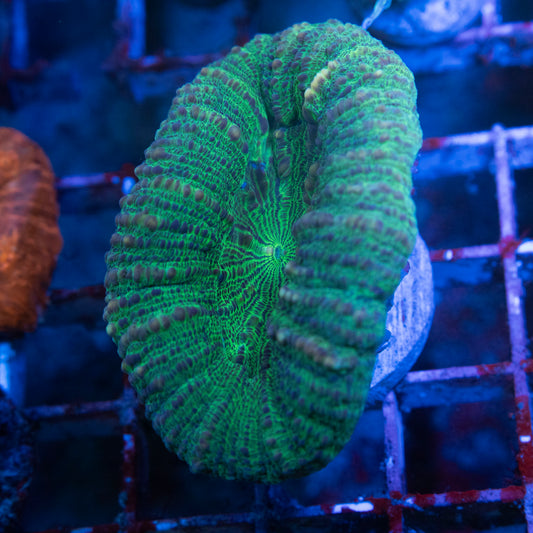 Aussie Lobophyllia