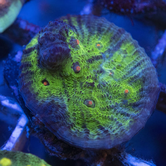 Avatar Chalice WYSIWYG live coral for sale at AquaGemCorals