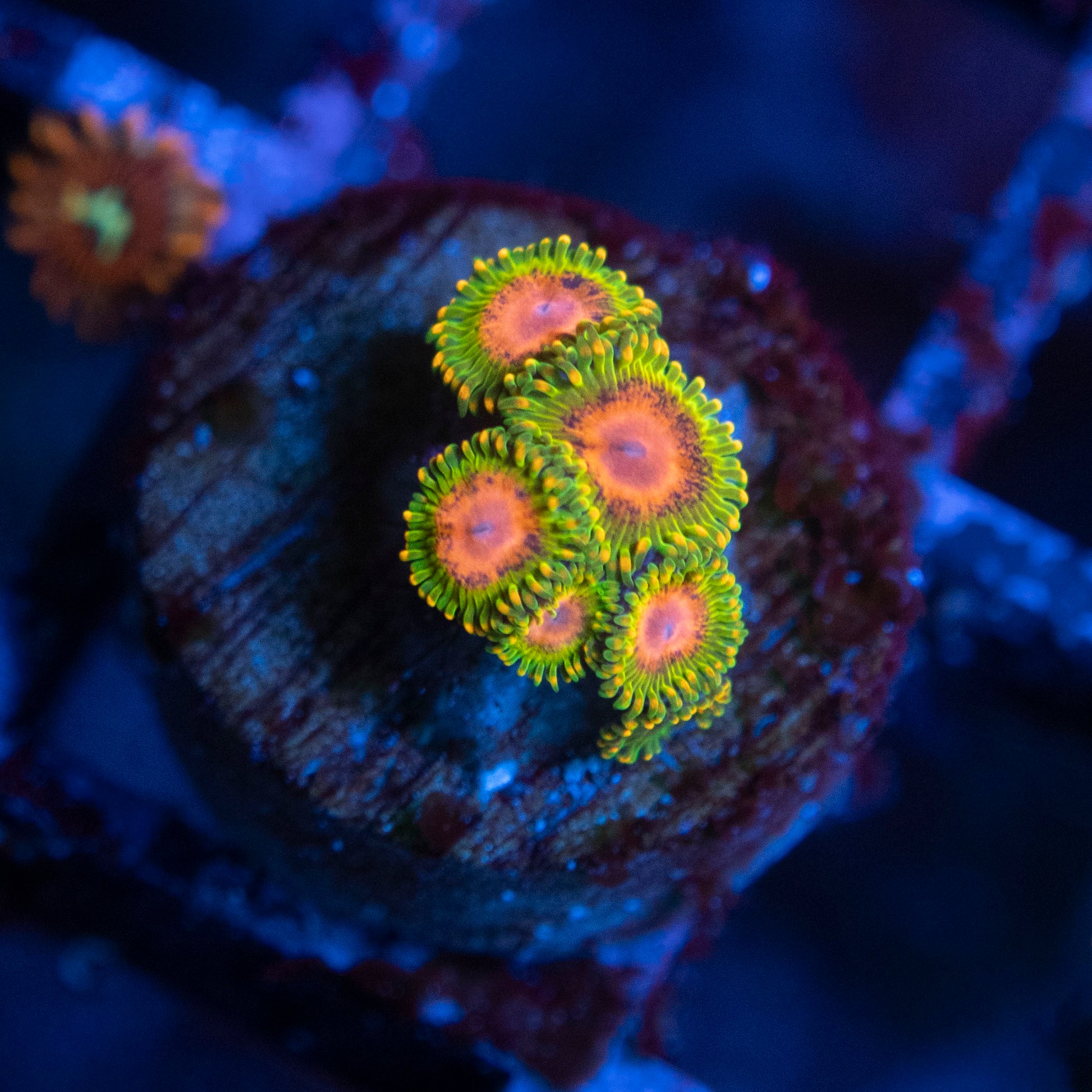 Awesome Blossom Zoa  WYSIWYG coral from AquaGemCorals