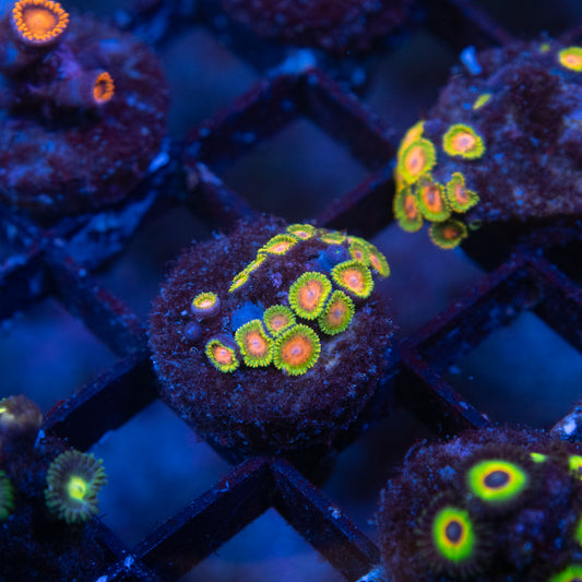 Awesome Blossom Zoa