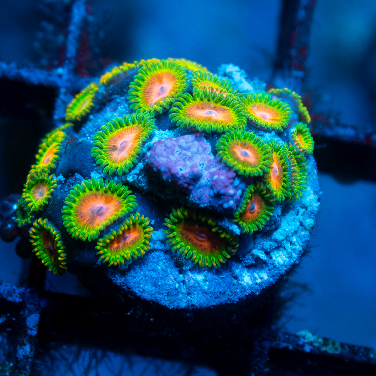 Awesome Blossom Zoa live reef coral - AquaGemCorals
