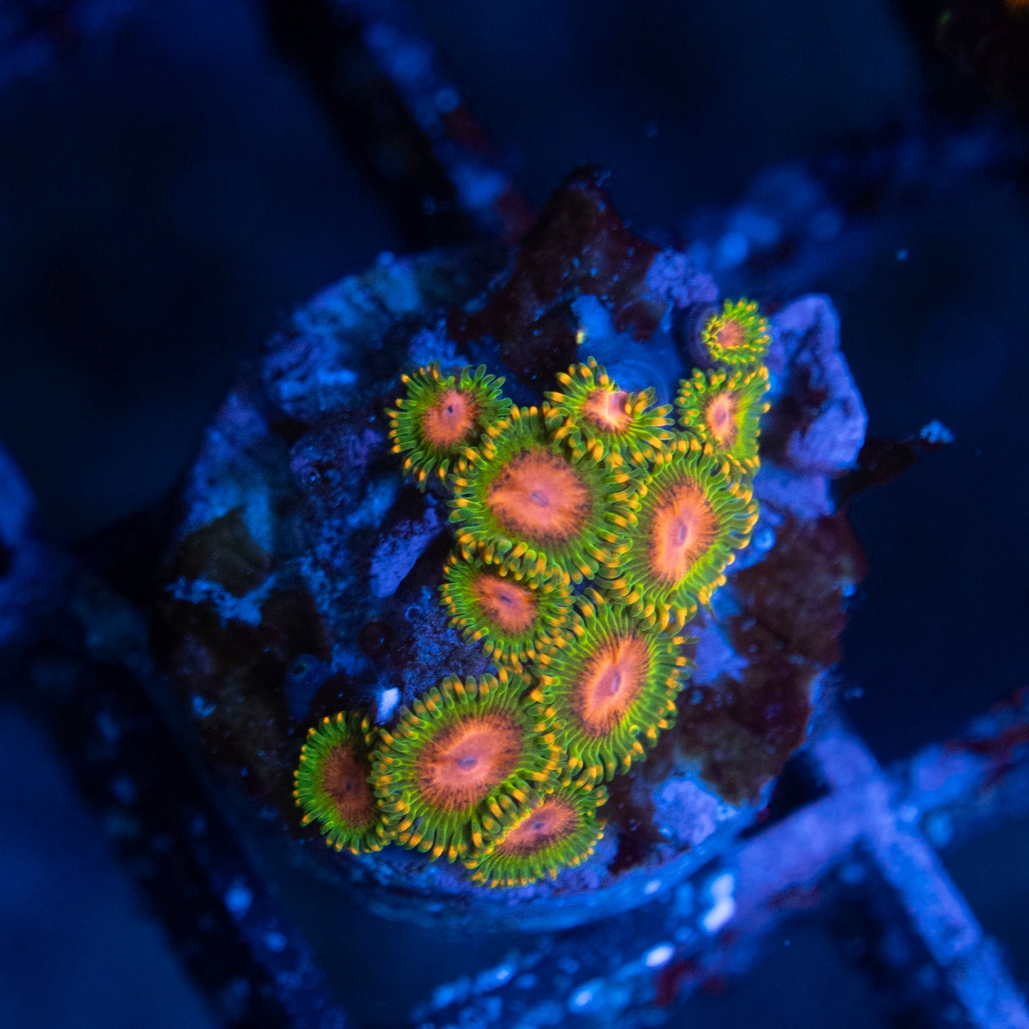 Awesome Blossom Zoa WYSIWYG coral from AquaGemCorals