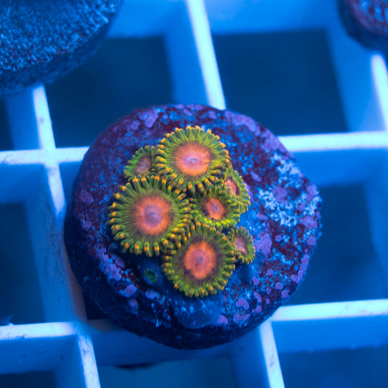 Awesome Blossom Zoanthid - AquaGemCorals