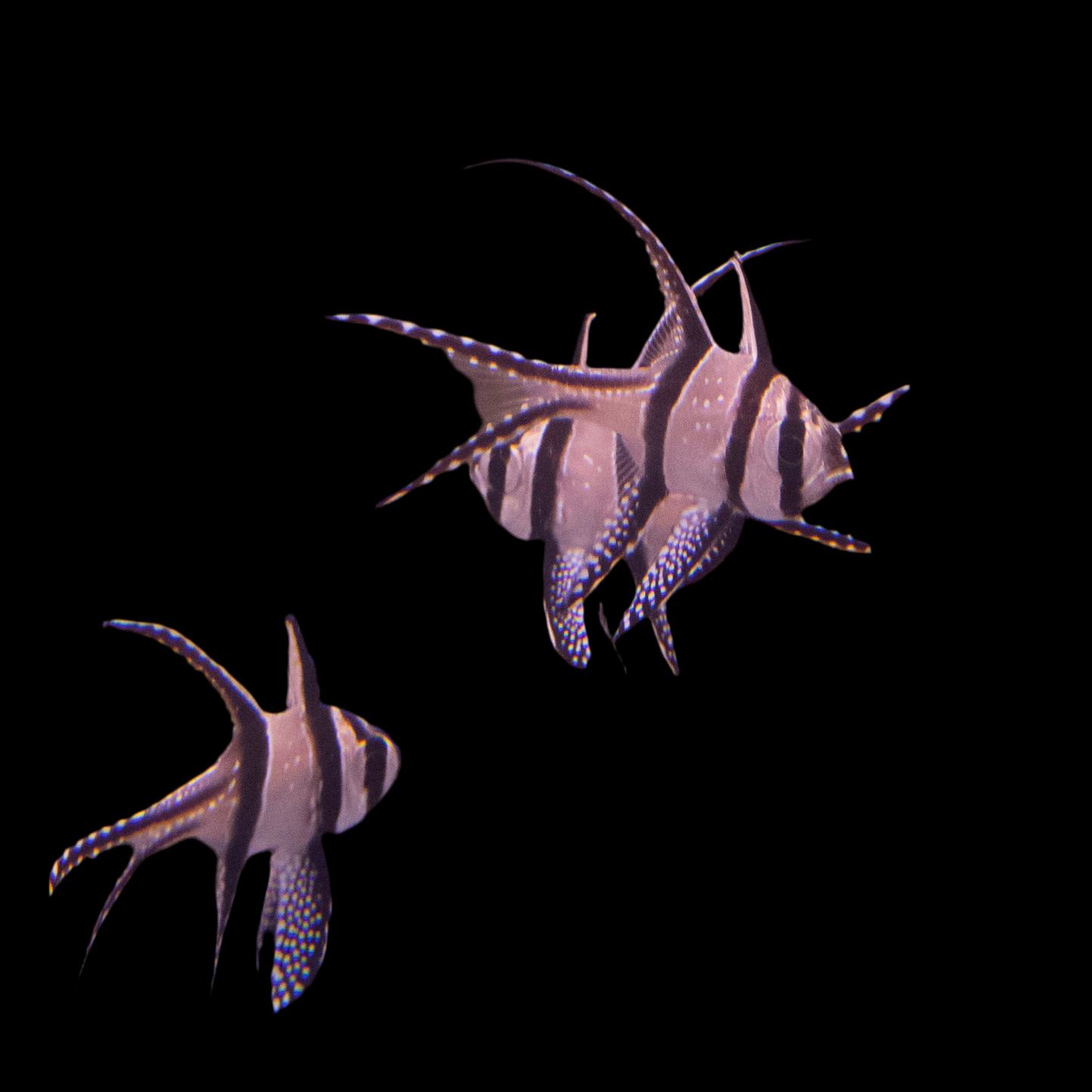 Banggai Cardinalfish