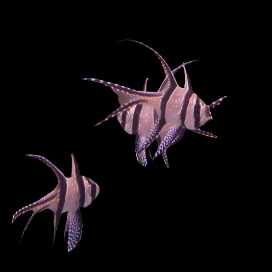 Banggai Cardinalfish