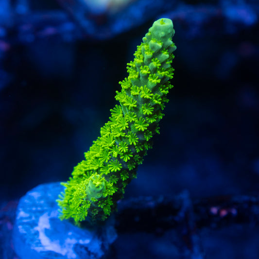 Bali Green Slimer Acropora