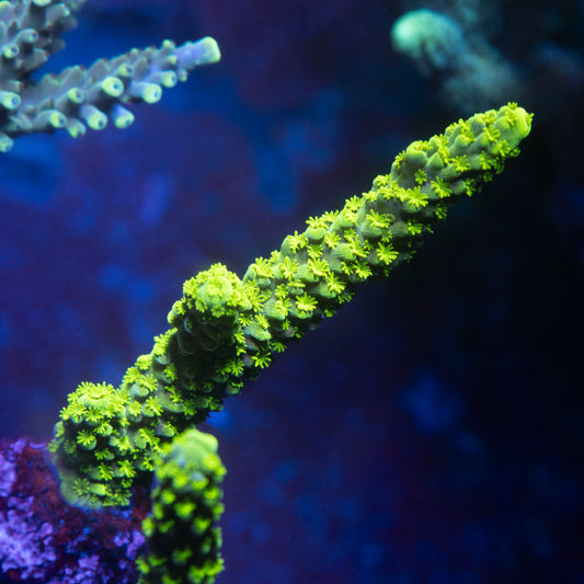 Bali Green Slimer Acropora
