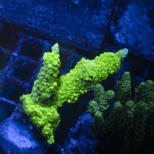 Bali Green Slimer Acropora
